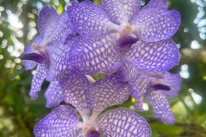 1/2 Day Puerto Vallarta Botanical Garden tour - Key Things to Know Before You Go