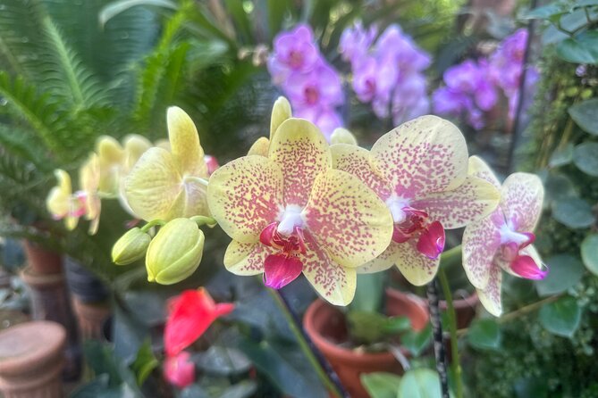 1/2 Day Puerto Vallarta Botanical Garden tour - The Drive South: Views, Film Locations, and a Very Famous OXXO