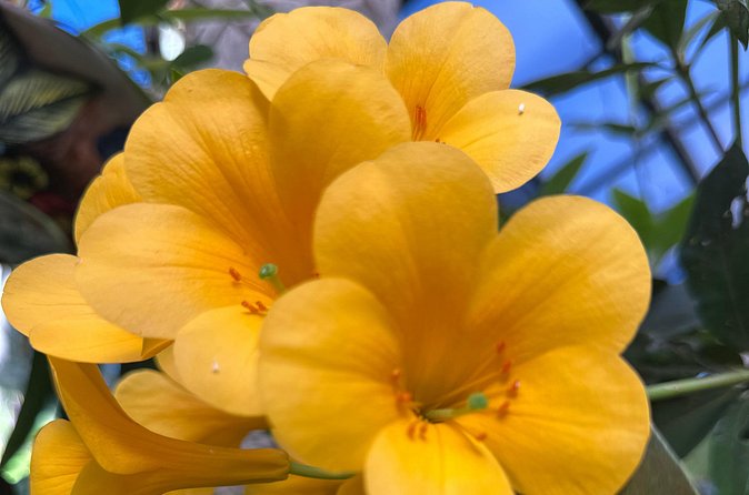 1/2 Day Puerto Vallarta Botanical Garden tour - Bay of Banderas Drive-Through: Beach Town Energy Without the Crowds