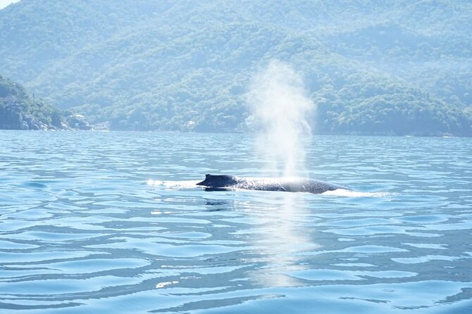3 Hours of Whale Watching in Puerto Vallarta - Key things I’d plan around