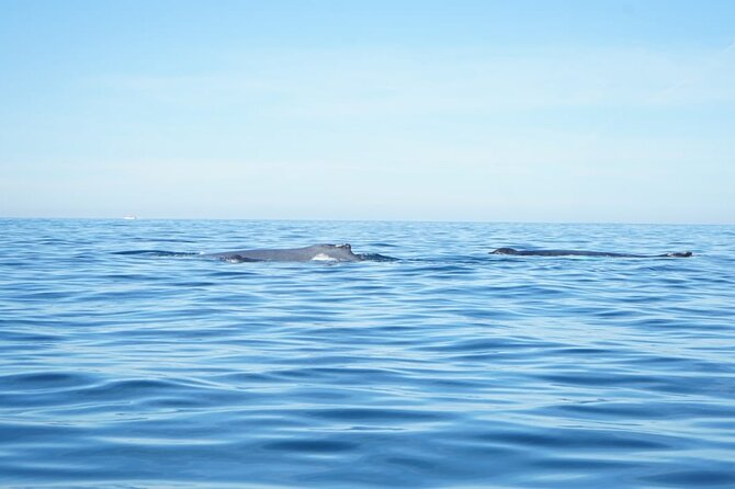 3 Hours of Whale Watching in Puerto Vallarta - Leaving Los Peines: what this whale watch day feels like