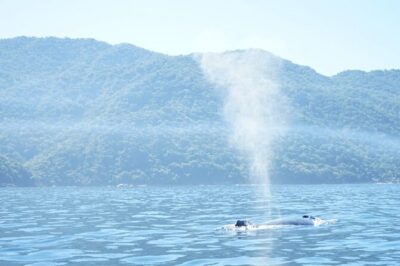 3 Hours of Whale Watching in Puerto Vallarta - The Bay of Banderas whale search: how sightings usually happen