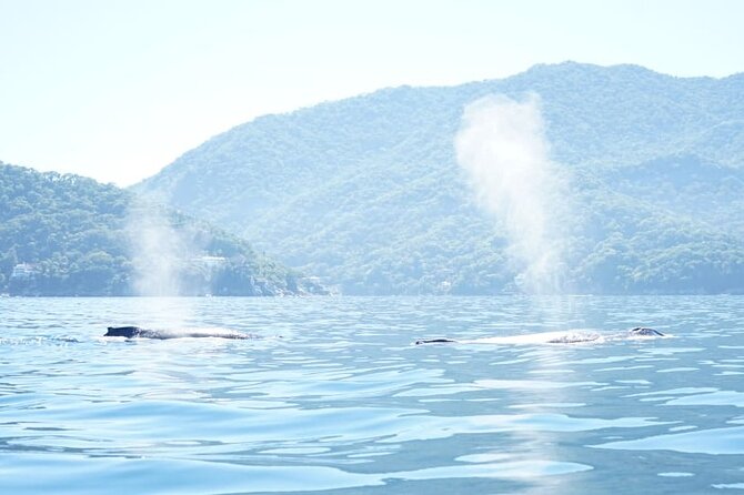 3 Hours of Whale Watching in Puerto Vallarta - What’s included (and what you should still bring)