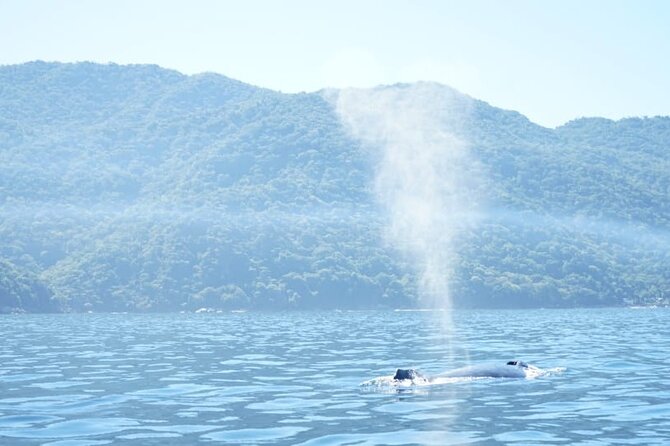 3 Hours of Whale Watching in Puerto Vallarta - The Bay of Banderas whale search: how sightings usually happen