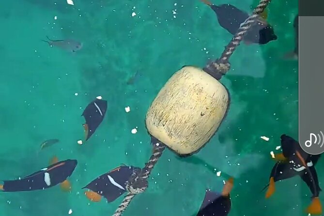 All-inclusive Colomitos cruise and Animas beach snorkeling - Colomitos snorkeling: clear water, calmer vibe, but manage the time
