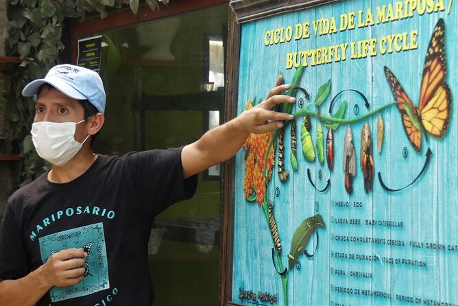 Butterfly Sanctuary & Museum Guided Tour in Puerto Vallarta - Quick hits