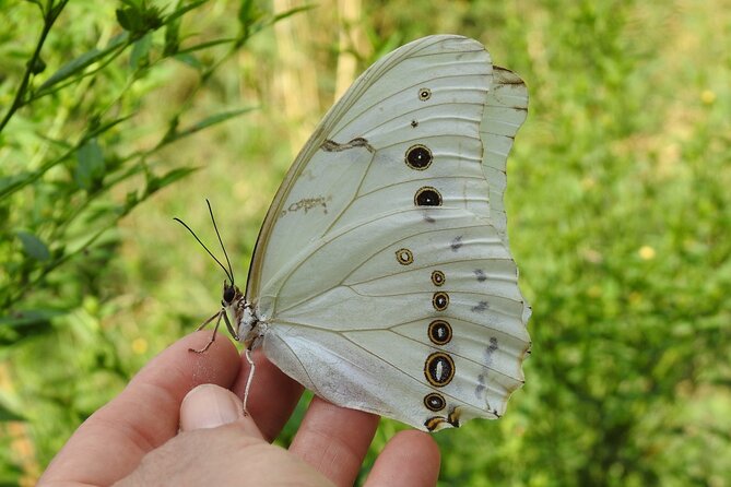 Butterfly Sanctuary & Museum Guided Tour in Puerto Vallarta - Puerto Vallarta’s Butterfly Sanctuary: Calm, Close, and Real