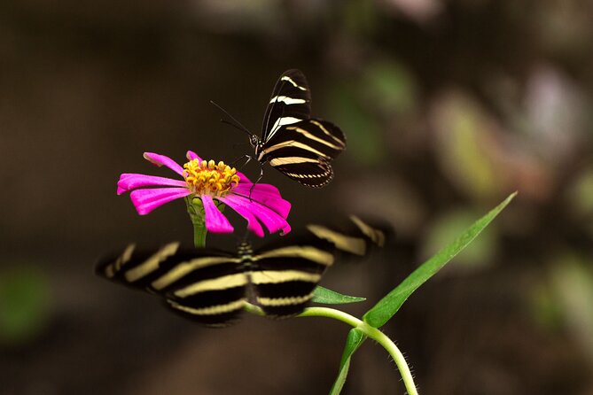 Butterfly Sanctuary & Museum Guided Tour in Puerto Vallarta - The Butterfly Life-Cycle Story You’ll Actually Remember
