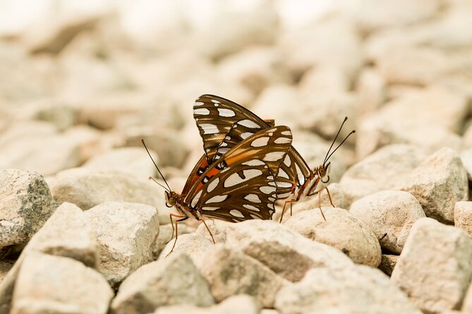 Butterfly Sanctuary & Museum Guided Tour in Puerto Vallarta - The Release Moment: Helping a Young Butterfly Take Flight