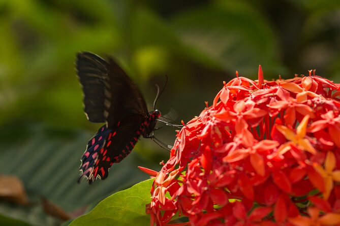 Butterfly Sanctuary & Museum Guided Tour in Puerto Vallarta - Guides and Small-Group Pace: What to Expect