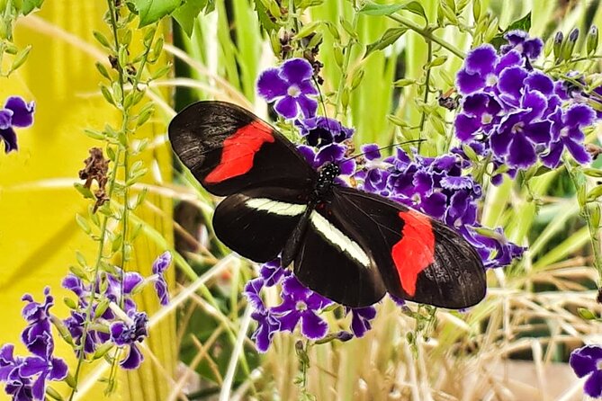 Butterfly Sanctuary & Museum Guided Tour in Puerto Vallarta - Getting There: The Real-World Logistics (and How to Avoid Friction)