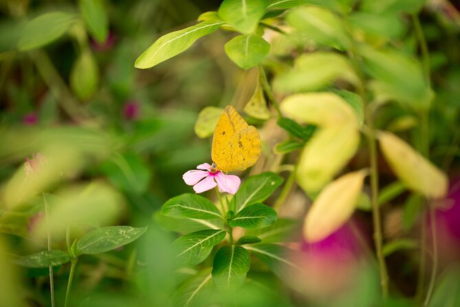 Butterfly Sanctuary & Museum Guided Tour in Puerto Vallarta - A 1-Hour Guided Visit That Stays Family-Friendly