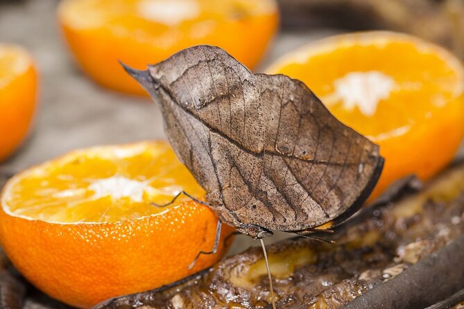 Butterfly Sanctuary, Museum & Lunch with Transport - Key highlights