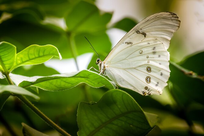 Butterfly Sanctuary, Museum & Lunch with Transport - The release ceremony: why it feels special and what to expect