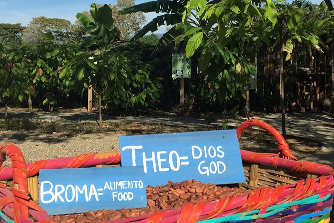 Chocolate Tour in Vallarta - Key highlights to know before you go