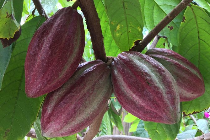 Chocolate Tour in Vallarta - Planeta Cacao: the cacao garden setting outside Vallarta