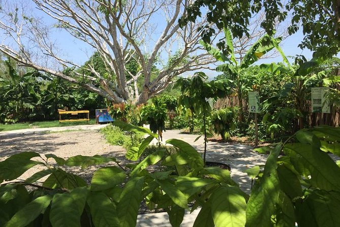 Chocolate Tour in Vallarta - Transportation and timing reality check