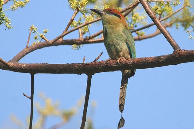 Desembocada and Ameca River Bird Paradise (Wetland and Tropical birds in PV) - Key highlights you’ll feel fast