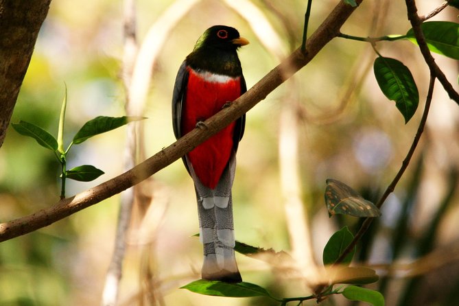 Desembocada and Ameca River Bird Paradise (Wetland and Tropical birds in PV) - Wetlands, mangroves, and what “350 species” means in the real world