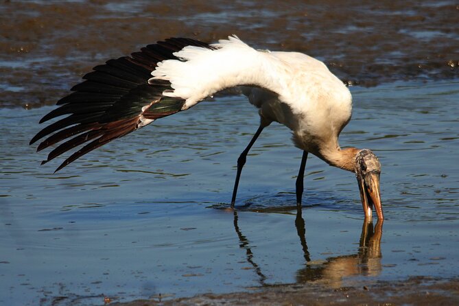 Desembocada and Ameca River Bird Paradise (Wetland and Tropical birds in PV) - The wildlife bonus: American Crocodile odds without the chaos