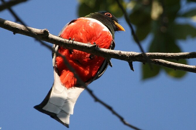 Desembocada and Ameca River Bird Paradise (Wetland and Tropical birds in PV) - How the biologist guide helps you spot birds faster