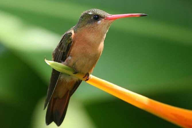 Desembocada and Ameca River Bird Paradise (Wetland and Tropical birds in PV) - What’s included (and what you should plan to bring)