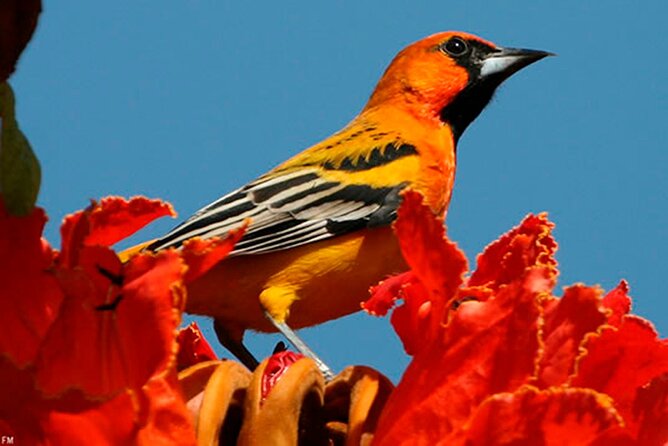Desembocada and Ameca River Bird Paradise (Wetland and Tropical birds in PV) - Playa Boca de Tomates: why your first stop feels like a warm-up that matters