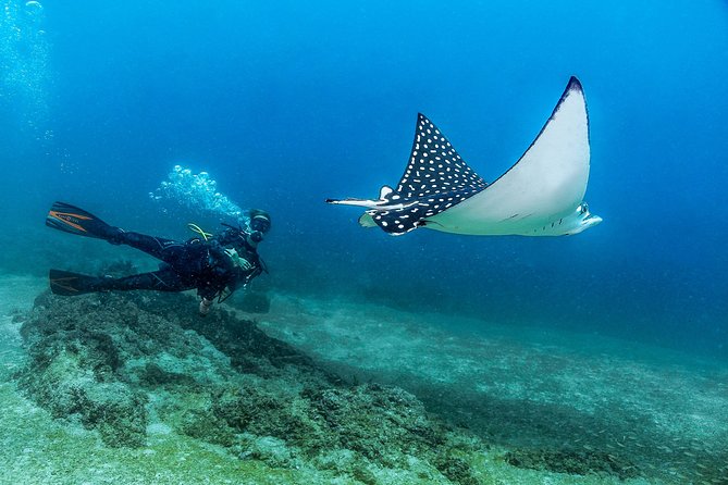 Discover Scuba experience at Las Caletas, Puerto Vallarta - Where You Meet and How the Day Flows
