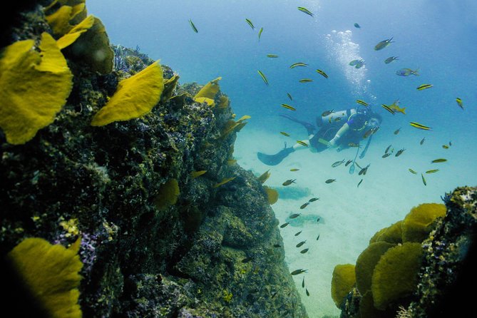 Discover Scuba experience at Las Caletas, Puerto Vallarta - Price and Value: Does $189 Include Enough?