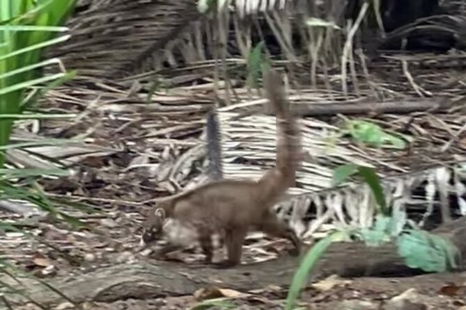 Ecocultural Jungle Hike & Secret Beach Experience - Viewpoints and the Guide’s Storytelling Style