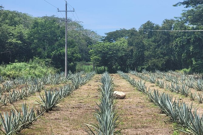 Finca 18 Puerto Vallarta Tequila Tour + Chocolate Pairing - Getting There From Puerto Vallarta: Timing, Transit, and Practical Tips
