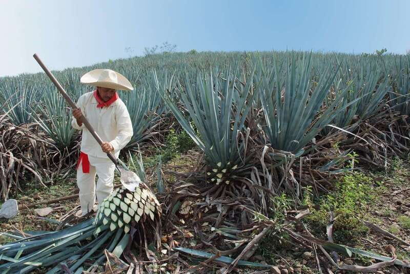 From Puerto Vallarta: Full-Day Tour to San Sebastian - Lunch at a family-owned Jalisco restaurant: filling, local, and worth the wait