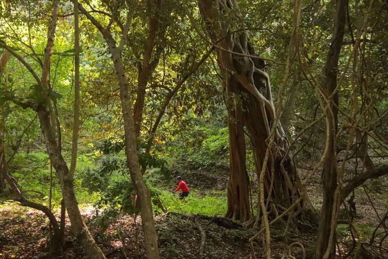 From Puerto Vallarta: Jungle Mountain Bike Tour - Price: Does $87 Make Sense for a 3-Hour Ride?