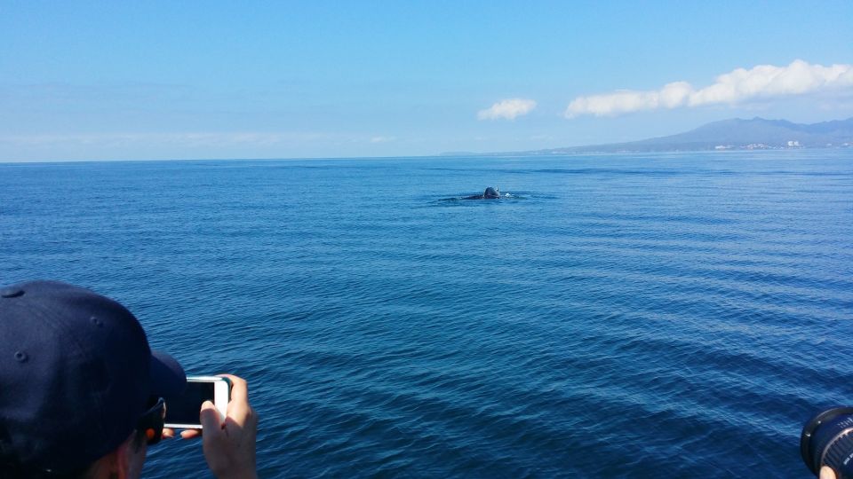 From Puerto Vallarta/Nuevo Vallarta: Whale Watching Cruise - Key Things That Make This Cruise Worth Your Time