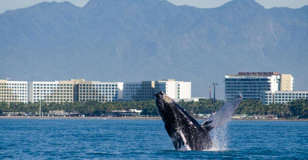 From Puerto Vallarta/Nuevo Vallarta: Whale Watching Cruise - The Onboard Crew: Bilingual Guides and Marine Biologist Q&A