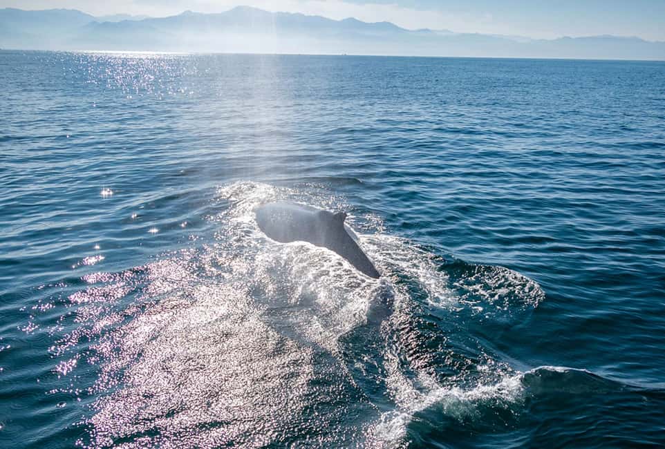 From Puerto Vallarta/Nuevo Vallarta: Whale Watching Cruise - Wildlife Watching Etiquette That Keeps the Experience Better