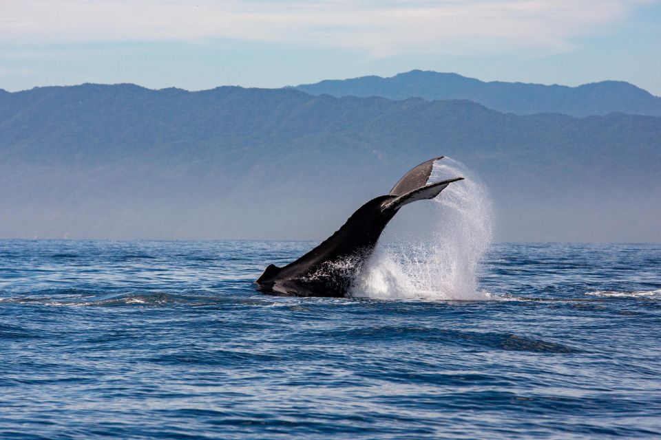 From Puerto Vallarta/Nuevo Vallarta: Whale Watching Cruise - Price and Value: What $103 Buys You (and What It Doesn’t)