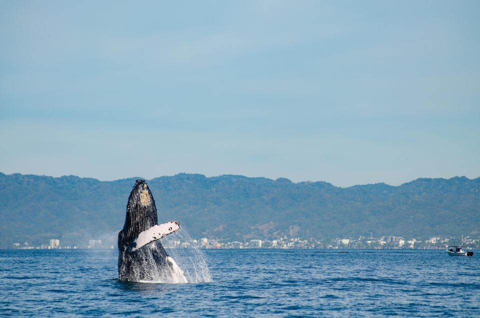 From Puerto Vallarta/Nuevo Vallarta: Whale Watching Cruise - Rain or Shine: Planning for the Pacific Weather