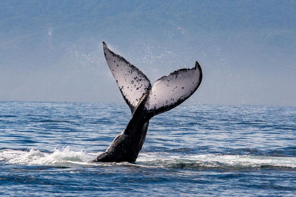 From Puerto Vallarta/Nuevo Vallarta: Whale Watching Cruise - Who Should Book This Cruise (and Who Should Rethink It)