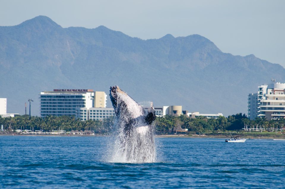 From Puerto Vallarta/Nuevo Vallarta: Whale Watching Cruise - From Puerto Vallarta Pier to Pacific: The 4-Hour Flow