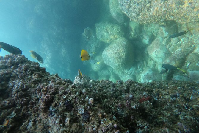 Full-Day Experience in Banderas Bay - Stop 2: Majahuitas Beach snorkeling, cave swim to a natural aquarium