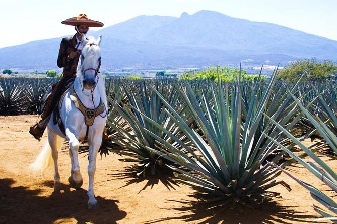 Full-Day Tequila, Jalisco from Puerto Vallarta with Tequila Experience - Breakfast, tasting, and non-alcoholic drinks: pacing matters