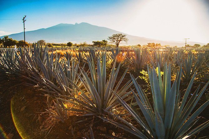 Full-Day Tequila, Jalisco from Puerto Vallarta with Tequila Experience - Stop 2: José Cuervo Forum visit with admission included