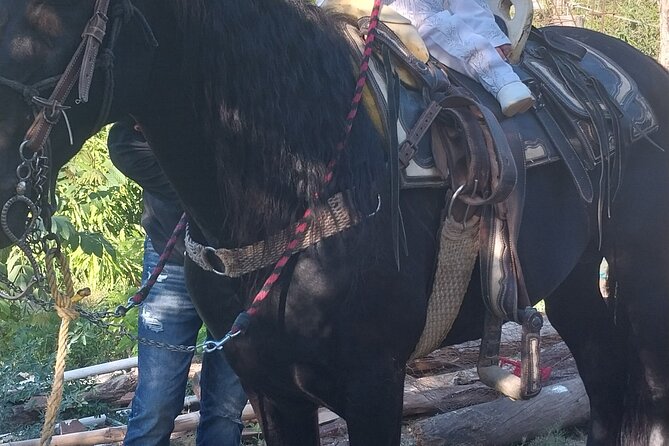 Fun Horseback Tour in Mismaloya - Should You Book This Horseback Tour in Mismaloya?