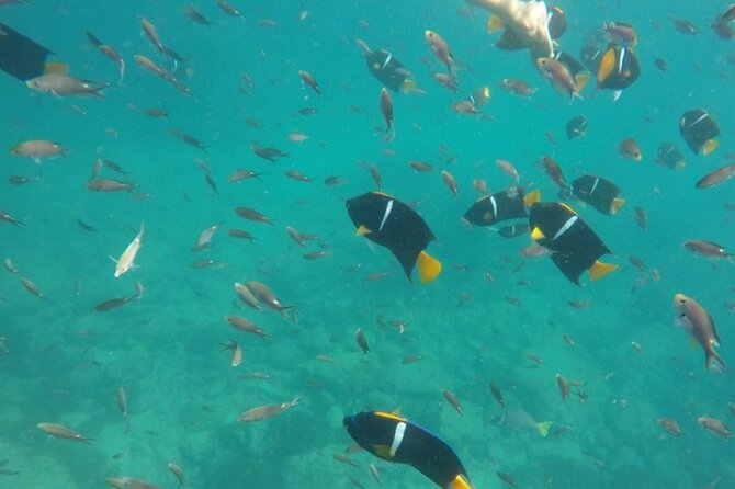 Guaranteed Hidden Beach • Private : up to 4 pers. • Punta Mita - Snorkeling with included gear: where the trip keeps moving
