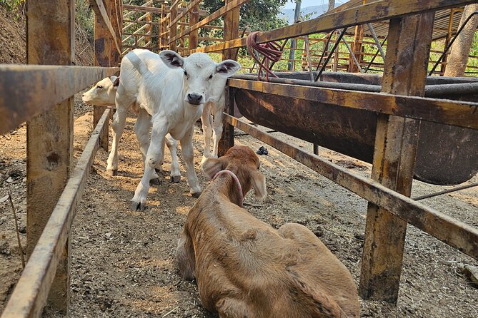 Hands-on Mexican Farm Experience: from Cow to Cheese - Natural pools to wind down (and the meal option)