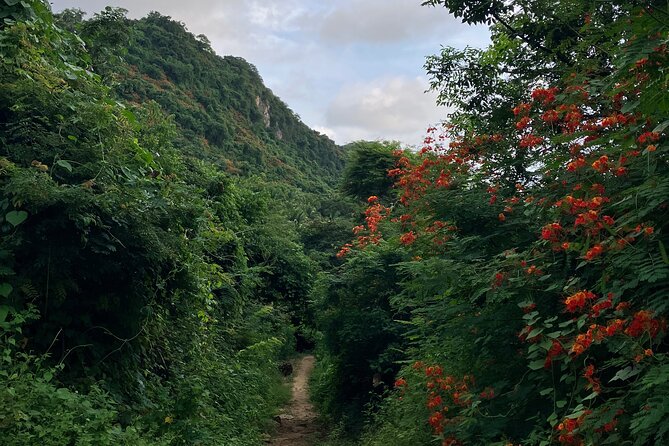 Hike to Monkey Mountain (Transportation & fresh coconut Included) - The fresh coconut stop in Higuera Blanca