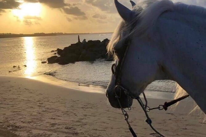 Horseback Riding in Sayulita Through Jungle Trails to the Beach - The Ride Through Tropical Jungle Trails (And What You’ll Actually Notice)
