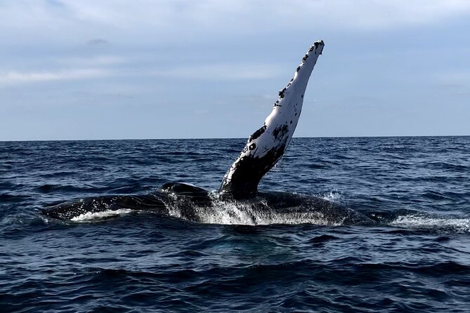 Humpback Whale Watching • Private Tour • Punta Mita - Key highlights before you book