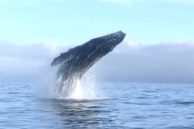 Humpback Whale Watching • Private Tour • Punta Mita - Private Humpback Watching from Punta Mita: What the 1.5 Hours Feels Like